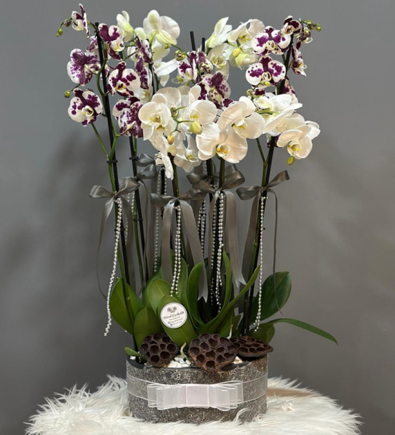 8 Dallı ORKİDE ARAJMANI